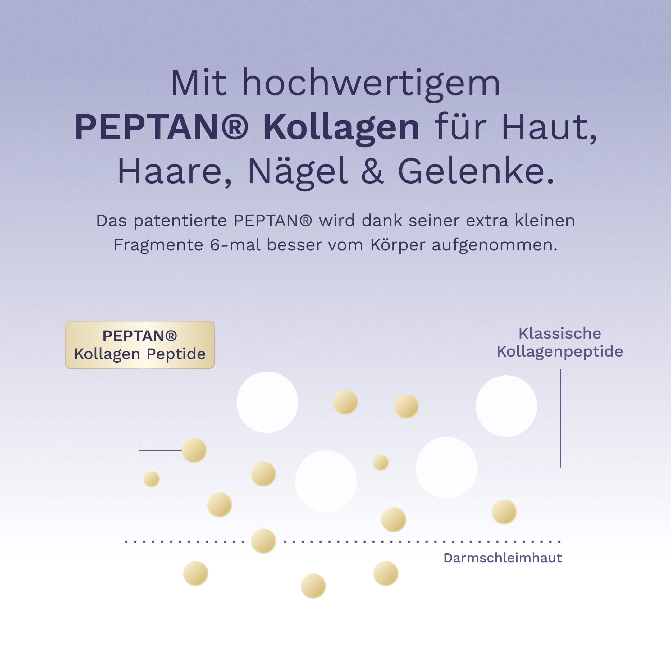 Beauty Kollagen Geschmacks-Bundle